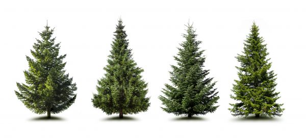Cost of Pine Tree Trimming in Roseville