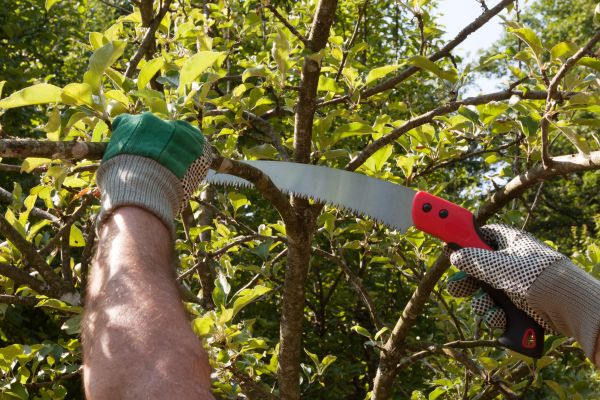 Apple Tree Trimming in Roseville