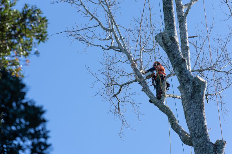 Tree Trimming in Progress