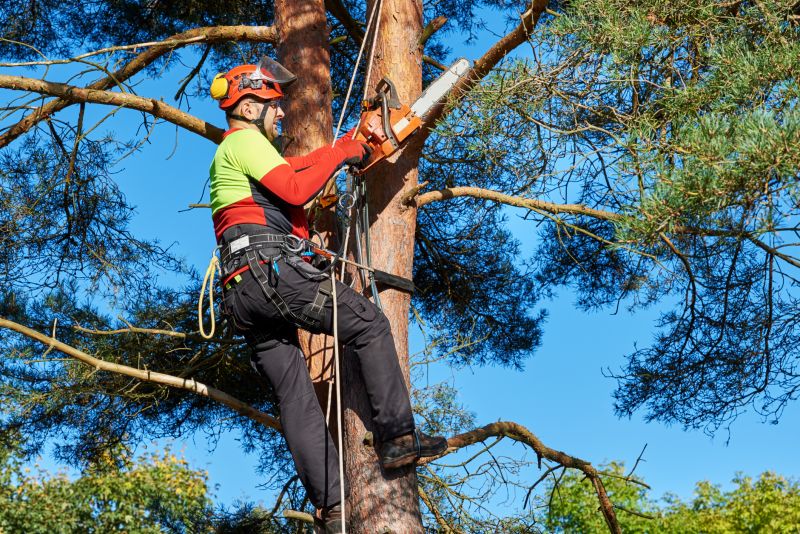 Fall Tree Trimming