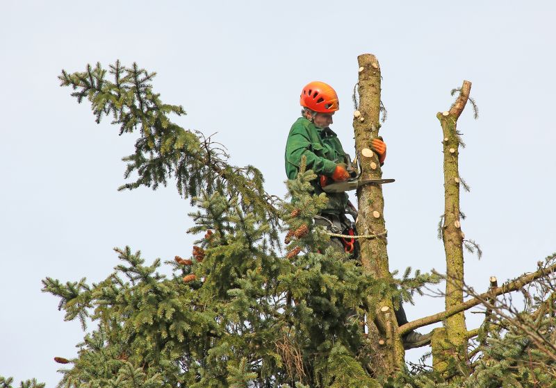 Safety During Tree Trimming